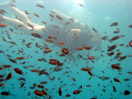 busseig, bussejador, peix, petit, escola, oceà, tropical, mar, fauna animal, animals a la natura, aigua, grup d’animals, sota l'aigua, gran grup d’animals, animal, nedar, temes d'animals, naturalesa, escola de peixos, vertebrats, cap gent, marí, bellesa a la natura, la vida marina, dia, a l'aire lliure, submarí, flotant a l'aigua, 1080P, CC0, domini públic, lliure de regalies
