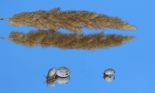 lumache, conchiglia, riflessione, specchio, il mio sabato, blu, avvicinamento, nessuno, acqua, animali allo stato selvatico, giorno, cielo, cielo sereno, natura, Inquadratura dal basso, animale, temi animali, fauna selvatica, all'aperto, luce del sole, vertebrato, pianta, bellezza nella natura, sfondo colorato, parte del corpo animale, sfondo blu, 4K, CC0, dominio pubblico, privo di copyright