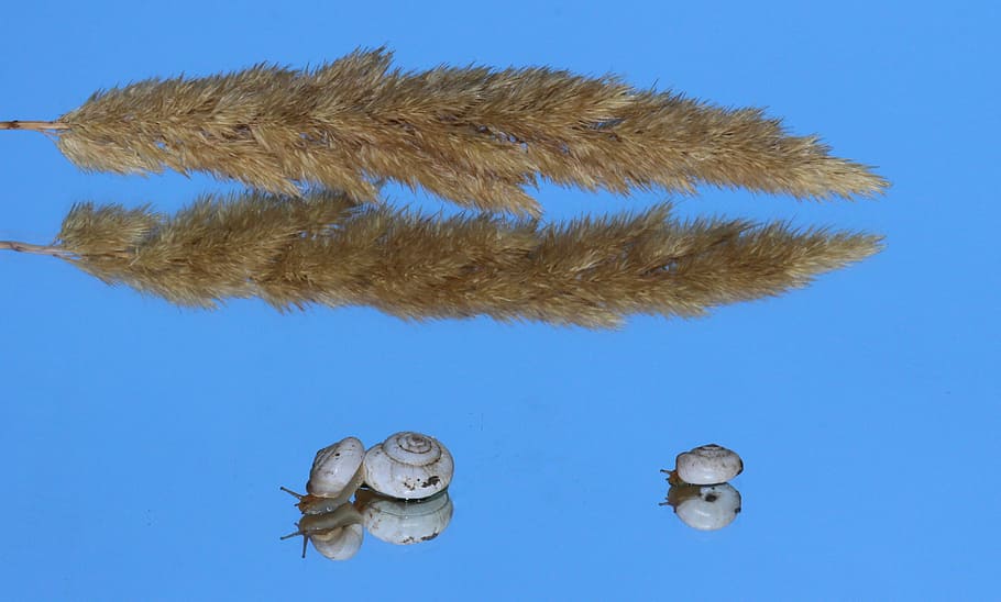 cargols, shell, reflexió, mirall, el meu dissabte, blau, primer pla, cap gent, aigua, animals a la natura, dia, cel, cel clar, naturalesa, vista d’angle baix, animal, temes d'animals, fauna animal, a l'aire lliure, llum solar, vertebrats, planta, bellesa a la natura, fons de colors, part del cos dels animals, fons blau, 4K