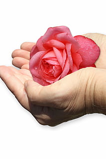Hand, Schale, Rose, geben, Pflege, isoliert, menschliches Körperteil, menschliche Hand, halten, weißer Hintergrund, Studioaufnahme, Frische, Blume, eine Person, Nahansicht, drinnen, Finger, Schönheit in der Natur, Körperteil, menschlicher Finger, blühende Pflanze, rot, Blütenblatt, 4K, CC0, gemeinfrei, lizenzfrei