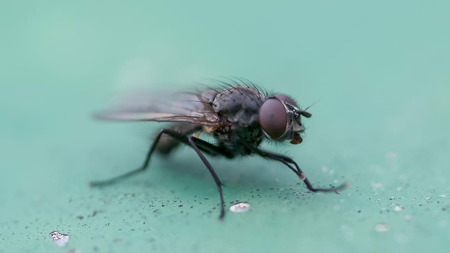 volar, macro, insecte, naturalesa, tancar, animal, ulls compostos, insecte de vol, macro d'insectes, món animal, mosca domèstica, pelut, hoverfly, registre públic, ala, foto macro, un animal, temes d'animals, fauna animal, animals a la natura, primer pla, mosquit, cap gent, dia, invertebrat, ala dels animals, ull, ampliació, primer pla extrem, part del cos dels animals, enfocament selectiu, aigua, ull d’animals, petit, rosada, cap d’animals, 2K