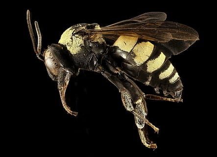 galben, negru, zbor, insectă, albină, macro, profil, montat, animale sălbatice, natură, albina, aripi, a zbura, triepeolus concavus, u, s, studiu geologic, animale tematice, animal, un animal, Fundal negru, animale în sălbăticie, studio shot, a închide, nevertebrat, nici o persoana, partea corpului animalului, în interior, artropod, zoologie, noapte, animal aripă, vedere laterală, 2K, CC0, domeniu public, fără drepturi de autor