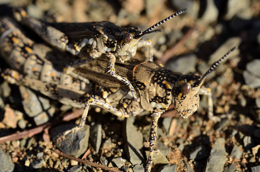 Llagosta, tremuja, error, saltar, aparellament, insectes, temes d'animals, fauna animal, insecte, animals a la natura, estrany, un animal, primer pla, animal, dia, cap gent, naturalesa, invertebrat, centrar-se en primer pla, llum solar, enfocament selectiu, a l'aire lliure, vista d’angle alt, zoologia, arbre, terra, 4K