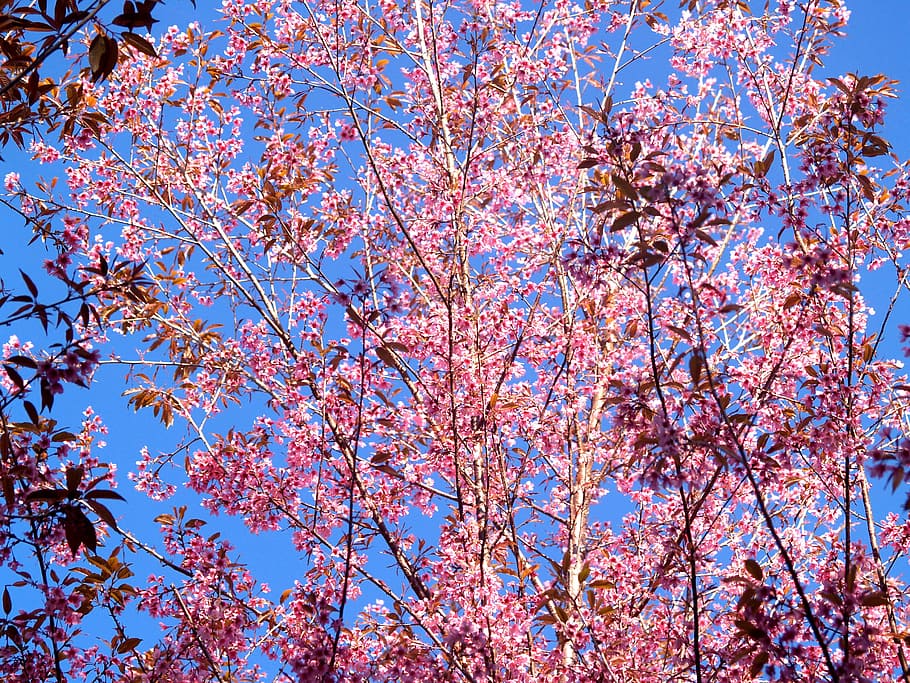 paisatge, naturalesa, assolellat, romàntic, fons, bonic, florir, florint, flor, cel blau, branca, brillant, flor de cirerer, color, colorit, delicada, flora, flors, jardí, grup, creixement, fulles, ornamentals, a l'aire lliure, parc, pètals, flors de color rosa, planta, sakura, temporada, serè, primavera, textura, tailandès, Tailàndia, arbre, hivern, vista d’angle baix, bellesa a la natura, planta amb flors, cel, fragilitat, color rosa, dia, cel clar, vulnerabilitat, frescor, cap gent, blau, cirerer, 2K