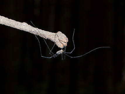 Spinne, Weber, Diener, Makro, Weber Diener, ein Tier, Spinnennetz, Tierthemen, Insekt, schwarzer Hintergrund, Tier, wirbellos, Tierwelt, Nahansicht, Tiere in freier Wildbahn, Gliederfüßer, Tierkörperteil, keine Leute, Fokus auf den Vordergrund, Spinnentier, Natur, Studioaufnahme, Zoologie, Tierflügel, Tierbein, Schmetterling - Insekt, 2K, CC0, gemeinfrei, lizenzfrei