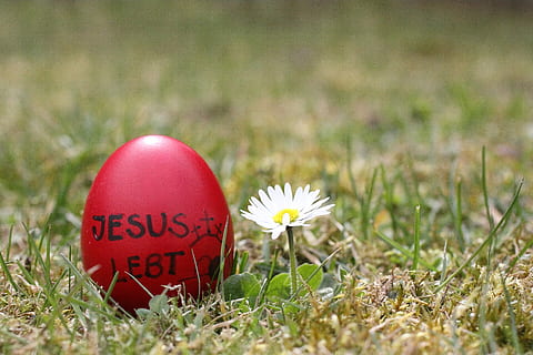 Easter Egg, Jesus, Happy Easter, easter, resurrection, grass, flower, nature, no people, red, day, plant, flowering plant, selective focus, growth, freshness, celebration, field, fragility, vulnerability, text, close-up, holiday, land, western script, beauty in nature, 4K, CC0, public domain, royalty free
