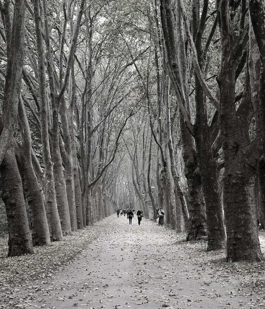 avenue, træer, human, væk, vej, Hemming, espalier, efterår, trækantede avenue, skov sti, symmetri, blad tag, tunnel, træ, vejen frem, retning, plante, bare træ, gå, dyre temaer, natur, dag, indenlandske, dyr, rigtige mennesker, husdyr, bagfra, sti, kæledyr, pattedyr, jord, hvirveldyr, fritidsaktivitet, treelined, faldende perspektiv, udendørs, 4K