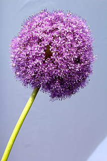 Lauch, lila, Ball, Blume, schließen, blühen, Zierzwiebel, Gartenpflanze, Blumenball, Tapete, isoliert, blühende Pflanze, Pflanze, Frische, Zerbrechlichkeit, Verletzlichkeit, Wachstum, Schönheit in der Natur, Nahansicht, Natur, pinke Farbe, keine Leute, Pflanzenstamm, Blütenblatt, Blütenstand, Blütenkopf, Tag, Flachwinkelansicht, draußen, Frühling, Weichheit, 5K, CC0, gemeinfrei, lizenzfrei