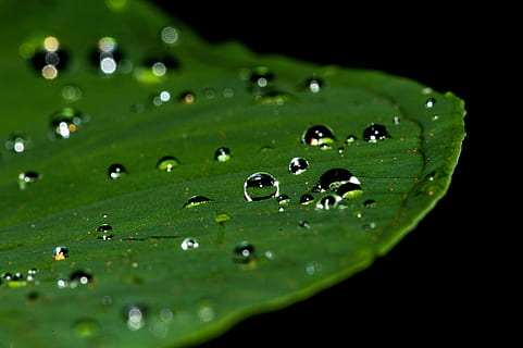 schließen, Fotografie, Blatt, Wassertropfen, Nahansicht, Tau, Grün, Makro, Regen, Regentropfen, Wasser, nass, grüne Farbe, fallen, Pflanze, Natur, keine Leute, Frische, Pflanzenteil, Schönheit in der Natur, selektiver Fokus, Wachstum, schwarzer Hintergrund, Verletzlichkeit, draußen, Reinheit, Blätter, 4K, CC0, gemeinfrei, lizenzfrei