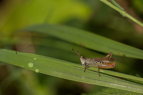 cavalletta, erba, foresta, prato, insetto, vicino, macro, natura, caelifera, Marrone, filo d'erba, temi animali, fauna selvatica, animale, invertebrato, animali allo stato selvatico, un animale, colore verde, parte vegetale, foglia, avvicinamento, concentrarsi sulle conoscenze acquisite, pianta, giorno, nessuno, acqua, all'aperto, bagnato, rugiada, 2K, CC0, dominio pubblico, privo di copyright