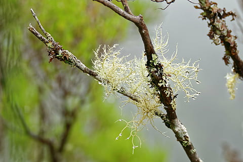 Flechte, Baum, tropfen, Ast, Natur, Verschmutzung, Wald, keine Leute, Tag, Fokus auf den Vordergrund, draußen, Pflanze, Schönheit in der Natur, Nahansicht, Wachstum, Ruhe, Zerbrechlichkeit, Zweig, Verletzlichkeit, Tierthemen, Tiere in freier Wildbahn, selektiver Fokus, Tierwelt, 4K, CC0, gemeinfrei, lizenzfrei