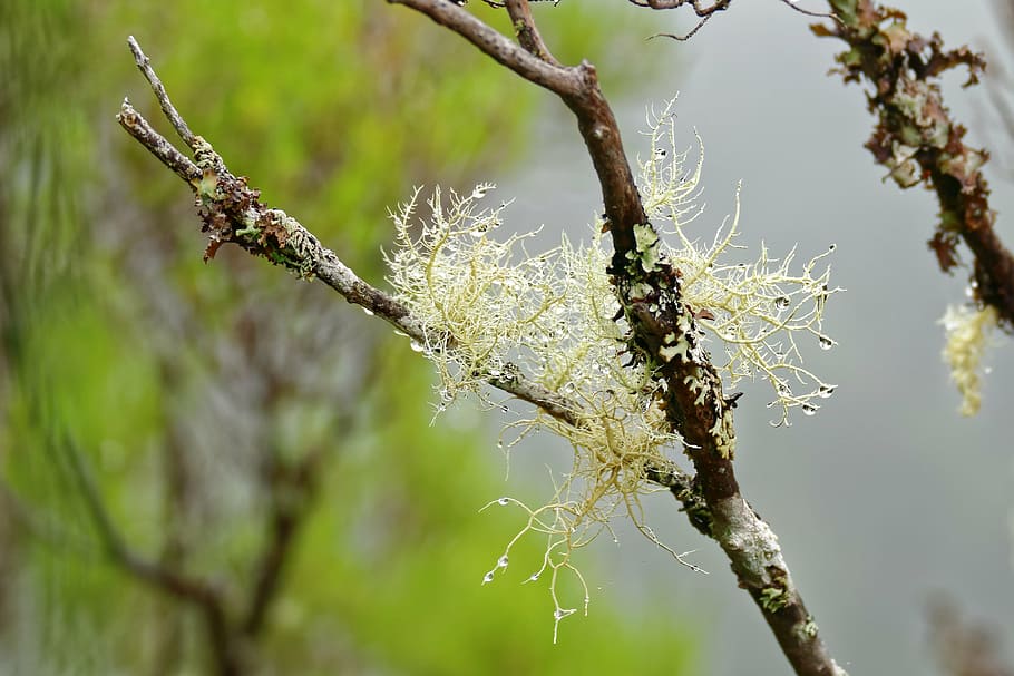 Flechte, Baum, tropfen, Ast, Natur, Verschmutzung, Wald, keine Leute, Tag, Fokus auf den Vordergrund, draußen, Pflanze, Schönheit in der Natur, Nahansicht, Wachstum, Ruhe, Zerbrechlichkeit, Zweig, Verletzlichkeit, Tierthemen, Tiere in freier Wildbahn, selektiver Fokus, Tierwelt, 4K