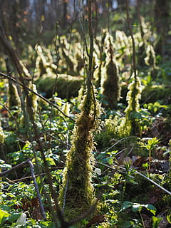 muschio, bemoost, luce posteriore, sottobosco, crescita del muschio, fouling, crescita, pianta, colore verde, natura, nessuno, bellezza nella natura, giorno, concentrarsi sulle conoscenze acquisite, terra, avvicinamento, all'aperto, la tranquillità, pianta succulenta, cactus, campo, luce del sole, albero, botanica, acuto, foresta, 4K, CC0, dominio pubblico, privo di copyright