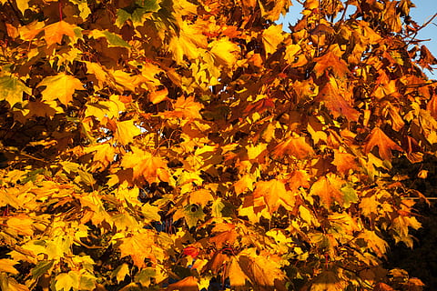 caure, fulles, taronja, groc, tardor, temporada, de colors, fruita, collita, rústic, branques, collit, naturalesa, branca, verd, saludable, orgànic, llum solar, natural, munt, vermell, bokeh, bonic, tons de vermell, ruska, setembre, estacions canviant, temps, bellesa a la natura, canvi, part de la planta, full, planta, color taronja, creixement, cap gent, fragilitat, vulnerabilitat, flor, dia, planta amb flors, primer pla, frescor, marc complet, a l'aire lliure, condició natural, cap de flor, fulla d'auró, col·lecció de tardor, 5K, CC0, domini públic, lliure de regalies