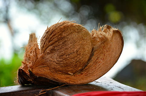Kokosnuss, paradis, Thailand, Natur, Lebensmittel, Essen und Trinken, Nahansicht, Fokus auf den Vordergrund, braun, keine Leute, gesundes Essen, Tag, Holz - Material, Wohlbefinden, draußen, Herbst, Feier, Baum, Gemüse, Pflanze, Frische, Obst, texturiert, 1080P, CC0, gemeinfrei, lizenzfrei