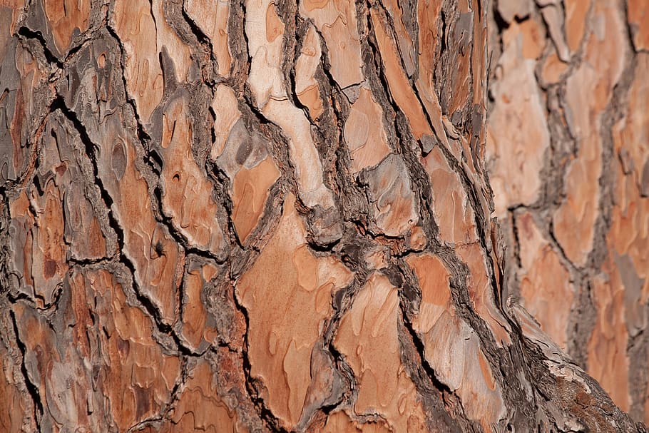 escorça, arbre, pi, tribu, fons, marró, naturalesa, patró, textura, aspre, material de fusta, resum, primer pla, esquerdat, sec, material, marc complet, cap gent, rock, rock - object, tronc de l'arbre, dia, sòlid, geologia, tronc, a l'aire lliure, patró natural, erosionat, capes, clima àrid, 4K