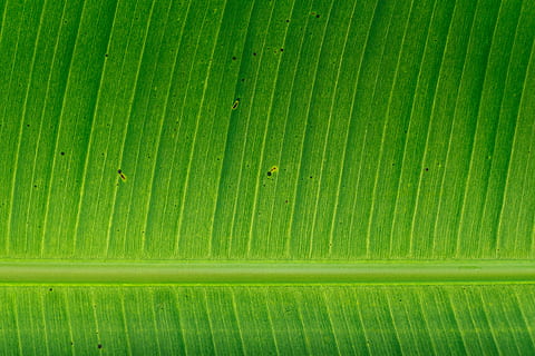 esquerra de plàtan verd, sense títol, fulla verda, superfície, full, naturalesa, color verd, planta, primer pla, macro, fons, frescor, patró, textura, clima tropical, bosc, arbre, medi ambient, resum, estiu, botànica, part de la planta, marc complet, cap gent, creixement, bellesa a la natura, full de plàtan, vena de la fulla, fulles, patró natural, a l'aire lliure, dia, fulla de palma, 4K, CC0, domini públic, lliure de regalies