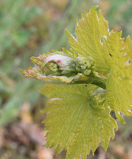 knop, vinstok, Rebstock, natur, blad, plante, tæt på, vækst, grøn farve, plante del, skønhed i naturen, fokus på forgrunden, ingen mennesker, dag, blomst, blomstrende plante, friskhed, sårbarhed, skrøbelighed, selektiv fokusering, udendørs, begyndelser, botanik, bægerblad, strittende, 1080P, CC0, offentligt domæne, royaltyfrie