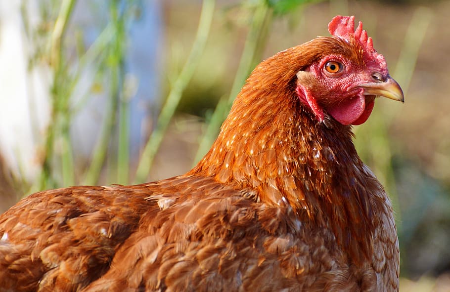 fotografia a fuoco, Marrone, gallina, pollo, pollame, gamma, bestiame, azienda agricola, uccello, polli, animale, agricoltura, natura, uovo, metti pollo, pollo - uccello, temi animali, animali domestici, domestico, mammifero, un animale, animale maschio, vertebrato, concentrarsi sulle conoscenze acquisite, avvicinamento, Gallo, nessuno, all'aperto, vista profilo, testa di animale, 4K