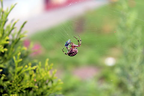 aranya, teranyina, naturalesa, insecte, xarxa, web de l'aranya, presa, un insecte petit, predador de teranyina, fauna animal, invertebrat, animals a la natura, temes d'animals, enfocament selectiu, un animal, animal, planta, dia, aràcnids, fragilitat, primer pla, centrar-se en primer pla, a l'aire lliure, artròpode, color verd, web, 2K, CC0, domini públic, lliure de regalies