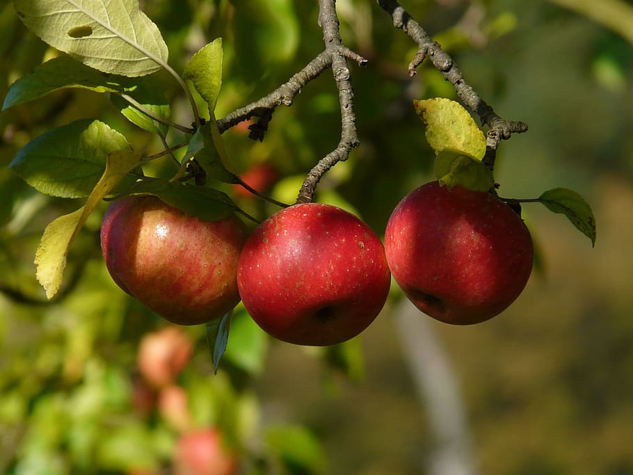 macroschotfotografie, appels, appel, rood, fruit, appelboom, oogst, herfst, vitaminen, frisch, gezond, rijp, heerlijk, voedsel, voedingsstoffen, plukken, boomgaard, eten en drinken, gezond eten, versheid, fabriek, welzijn, focus op de voorgrond, groei, detailopname, boom, blad, deel van de plant, natuur, appel - fruit, dag, geen mensen, fruit boom, buitenshuis, natuurlijke toestand, 2K