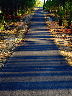 pista ciclabile, ombra, foresta, lontano, ombra, foresta, strisce, alberi, luce, Linee, luce del mattino, la strada davanti, natura, scena tranquilla, bellezza nella natura, nessuno, direzione, luce del sole, pianta, mezzi di trasporto, giorno, prospettiva decrescente, albero, strada, la tranquillità, all'aperto, sentiero, terra, crescita, vuoto, lungo, 5K, CC0, dominio pubblico, privo di copyright