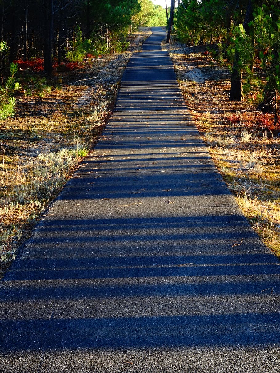 pista ciclabile, ombra, foresta, lontano, ombra, foresta, strisce, alberi, luce, Linee, luce del mattino, la strada davanti, natura, scena tranquilla, bellezza nella natura, nessuno, direzione, luce del sole, pianta, mezzi di trasporto, giorno, prospettiva decrescente, albero, strada, la tranquillità, all'aperto, sentiero, terra, crescita, vuoto, lungo, 5K