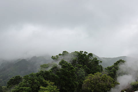pohon dalam kabut, udara, fotografi, pohon, Abu-abu, awan, pandangan mata burung, hijau, gunung, alam, kabut, awan - langit, pemandangan, hutan, di luar rumah, tidak ada orang, hari, menanam, langit, lingkungan Hidup, keindahan di alam, scenics - alam, tanah, cloudscape, pegunungan, warna hijau, hujan, puncak pohon, pohon pinus, hutan hujan, hujan deras, hujan lebat, puncak gunung, hutan pinus, 5K, CC0, domain publik, bebas royalti