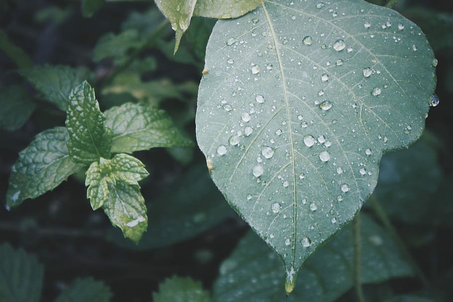 Grün, Blätter, Wassertropfen, grüne Blätter, Natur, Blatt, Pflanze, Nahansicht, grüne Farbe, Frische, Wachstum, Sommer-, Makro, Tau, fallen, Wasser, Tag, nass, Pflanzenteil, Schönheit in der Natur, Fokus auf den Vordergrund, keine Leute, Regen, draußen, Blattvene, Regentropfen, Reinheit, 1080P