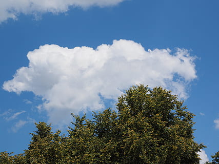 Sky, Cloud, Clouds, Form, White, blue, clouds form, cumulus clouds, tree, nature, cloud - sky, day, outdoors, plant, beauty in nature, growth, low angle view, tranquility, no people, tranquil scene, green color, scenics - nature, non-urban scene, sunlight, idyllic, white color, 4K, CC0, public domain, royalty free
