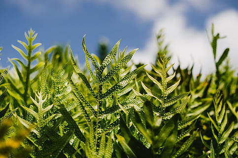 fotografia de foco, linear, verde, folheado, plantas, nublado, céu, samambaias, plantar, natureza, cor verde, fechar-se, ao ar livre, crescimento, folha, ninguém, macro, verão, grama, frescura, origens, agricultura, dia, beleza na natureza, foco seletivo, tranquilidade, parte da planta, campo, luz solar, focar em primeiro plano, terra, árvore conífera, 4K, CC0, domínio público, royalty free