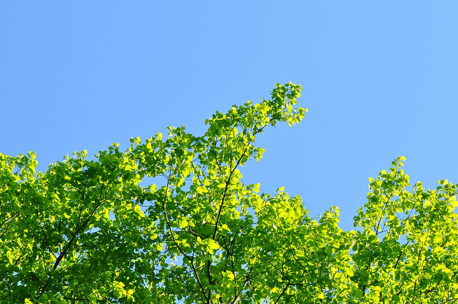 albero, cima dell'albero, foglia, ramo, verde, cielo, Paradiso, blu, primavera, natura, pianta, colore verde, bellezza nella natura, cielo sereno, crescita, parte vegetale, nessuno, Inquadratura dal basso, freschezza, giallo, giorno, all'aperto, luce del sole, colore vibrante, 4K