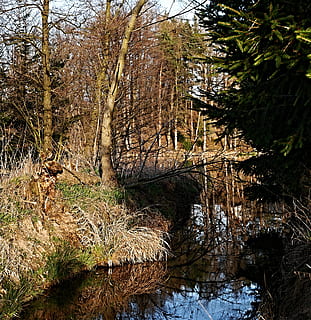 estany, reflexió, arbres, bosc, vora de l'estany, ledenice, mlejňák, superfície, arbustos, arbre, planta, aigua, tranquil·litat, terra, naturalesa, creixement, cap gent, bellesa a la natura, escena tranquil·la, dia, escena no urbana, escenics - natura, a l'aire lliure, tronc de l'arbre, llac, tronc, descàrrega, aigua que flueix, rierol: aigua que flueix, que flueix, 2K, CC0, domini públic, lliure de regalies