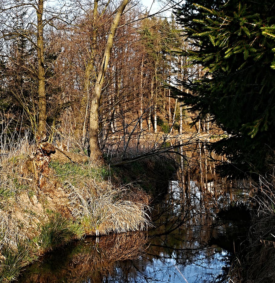 estany, reflexió, arbres, bosc, vora de l'estany, ledenice, mlejňák, superfície, arbustos, arbre, planta, aigua, tranquil·litat, terra, naturalesa, creixement, cap gent, bellesa a la natura, escena tranquil·la, dia, escena no urbana, escenics - natura, a l'aire lliure, tronc de l'arbre, llac, tronc, descàrrega, aigua que flueix, rierol: aigua que flueix, que flueix, 2K