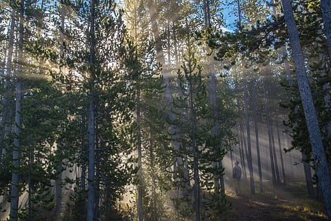 arbres amb raigs de sol, bosc, llum solar, streaming, paisatge, escènic, bigues, arbres, desert, naturalesa, parc nacional de Yellowstone, wyoming, EUA, pacífica, home, mirant, a l'aire lliure, arbre, cap gent, pi, dia, bellesa a la natura, primer pla, cel, planta, creixement, tranquil·litat, terra, escena tranquil·la, medi ambient, escenics - natura, raig de sol, tronc de l'arbre, tronc, bosc de pi, arbre de coníferes, 2K, CC0, domini públic, lliure de regalies