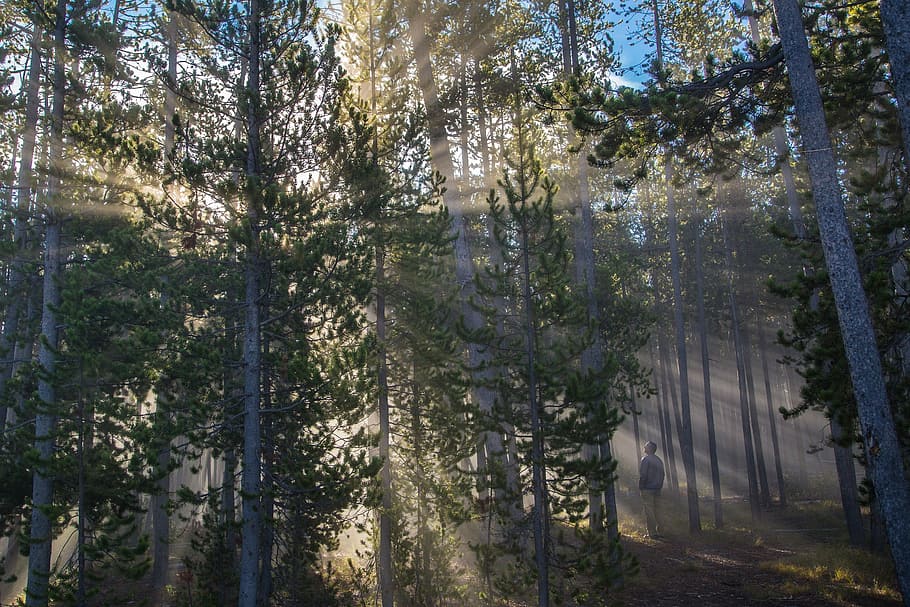 arbres amb raigs de sol, bosc, llum solar, streaming, paisatge, escènic, bigues, arbres, desert, naturalesa, parc nacional de Yellowstone, wyoming, EUA, pacífica, home, mirant, a l'aire lliure, arbre, cap gent, pi, dia, bellesa a la natura, primer pla, cel, planta, creixement, tranquil·litat, terra, escena tranquil·la, medi ambient, escenics - natura, raig de sol, tronc de l'arbre, tronc, bosc de pi, arbre de coníferes, 2K