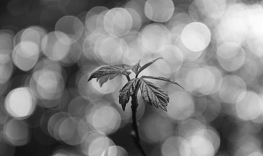 zwart, wit, de lente, abstract, zwart en wit, zwart-witfoto, fabriek, detailopname, groei, bloem, bloeiende plant, natuur, schoonheid in de natuur, versheid, geen mensen, focus op de voorgrond, kwetsbaarheid, breekbaarheid, selectieve aandacht, buitenshuis, defocused, bloemblad, blad, dag, zonlicht, bloemhoofd, verwelkte plant, kelkblad, 1080P, CC0, publiek domein, royaltyvrij