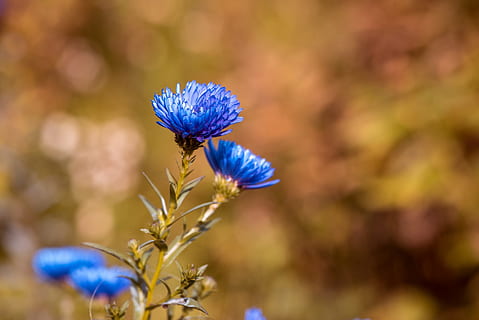 mělký, zaostřovací fotografie, modrý, květiny, astry, herbstastern, pád astry, modré astry, podzim, pozdní léto, Příroda, rostlina, zahrada, na zahradě, podzimní květina, zavřít, modré květy, kvetoucí rostlina, květ, detail, krása v přírodě, zvíře, svěžest, zvířat, nachový, křehkost, hmyz, bezobratlý, květu hlavy, zranitelnost, nikdo, zaměřit se na popředí, okvětní lístek, venku, jaro, zvířecí křídlo, opylování, motýl - hmyz, 1080P, CC0, veřejná doména, bez autorských práv