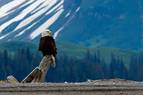 skaldet, eagle perching, grå, træ log, Hvidhovedet havørn, perched, raptor, fugl, natur, vild, portræt, dyreliv, symbol, fjer, dom, himmel, majestætisk, rovdyr, træ, lemmer, ørn, bagfra, udendørs, en person, et dyr, dag, sne, kun en kvinde, voksen, bjerg, dyr, dyre temaer, dyr i naturen, rovfugl, hvirveldyr, ørn - fugl, ingen mennesker, perching, bjergkæde, skønhed i naturen, bjergtop, 1080P, CC0, offentligt domæne, royaltyfrie