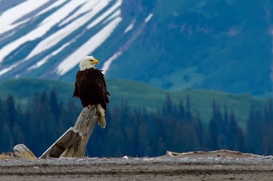 skaldet, eagle perching, grå, træ log, Hvidhovedet havørn, perched, raptor, fugl, natur, vild, portræt, dyreliv, symbol, fjer, dom, himmel, majestætisk, rovdyr, træ, lemmer, ørn, bagfra, udendørs, en person, et dyr, dag, sne, kun en kvinde, voksen, bjerg, dyr, dyre temaer, dyr i naturen, rovfugl, hvirveldyr, ørn - fugl, ingen mennesker, perching, bjergkæde, skønhed i naturen, bjergtop, 1080P