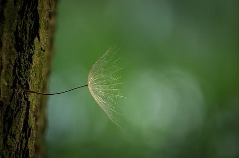 fotografierea macro, maro, leafed, plantă, păpădie, copac, latra, primăvară, flori sălbatice, semințe de zbor, floare afinata, pe marginea drumului, luncă, floare, natură, semințe, soare, inflori, a inflori, macro, a închide, frumusețe în natură, să se concentreze asupra primelor elemente, Culoarea verde, nici o persoana, fragilitate, creştere, vulnerabilitate, trompă, trunchi de copac, zi, liniște, selectiv, frunze, în aer liber, parte a plantelor, pădure, 1080P, CC0, domeniu public, fără drepturi de autor