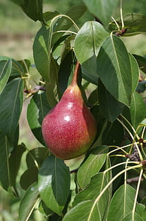 Pera, fruta roja, Árbol de frutas, rojo, Fruta, árbol, hoja, comida y bebida, comida, crecimiento, frescura, alimentación saludable, parte de la planta, planta, bienestar, color verde, de cerca, naturaleza, belleza en la naturaleza, manzana - fruta, nadie, día, maduro, al aire libre, 4K, CC0, dominio público, libre de derechos