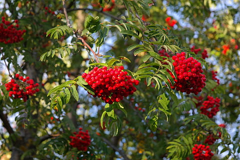 Mountain Ash, Berries, Rowan, ash, red, sorbus aucuparia, pyrus aucuparia, deciduous tree, haw, sorbus, fruits, healing effects, tree, choke berry, rubber, krametsbeerbaum, edible bird berry, moravian rowan, sorbus aucuparia edulis, sorbus aucuparia moravica, sorbus aucuparia dulcis, fruit, food and drink, growth, freshness, healthy eating, berry fruit, food, plant, leaf, plant part, green color, wellbeing, day, ripe, nature, beauty in nature, no people, close-up, rowanberry, outdoors, lychee, 5K, CC0, public domain, royalty free