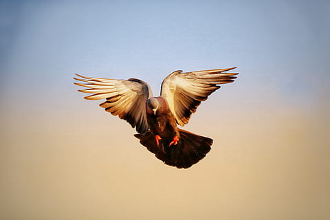burung, langit, penerbangan, terbang, margasatwa, alam, sayap, dom, di luar rumah, bulu, raptor, tandus, siang hari, burung rajawali, liar, matahari terbenam, matahari, merpati, terbang tinggi, nada, sendirian, tema binatang, hewan, bertulang belakang, binatang di alam liar, merentangkan sayap, satwa liar hewan, gerakan, di udara, tidak ada orang, satu binatang, langit cerah, hari, tampilan sudut rendah, mengepak, 5K, CC0, domain publik, bebas royalti