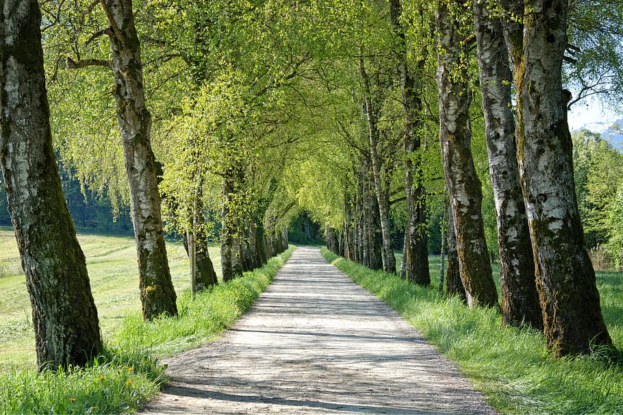 clar, beix, via del sòl, arbres, primavera, avinguda, bedoll, lluny, carretera, carretera de grava, senderisme, oci, recuperar-se, passeig marítim, carril, recuperació, naturalesa, arbre, bosc, sendera, a l'aire lliure, paisatge, estiu, color verd, escenics, planta, direcció, el camí a seguir, tronc, tronc de l'arbre, creixement, perspectiva decreixent, tranquil·litat, treelined, bellesa a la natura, terra, dia, escena tranquil·la, cap gent, llarg, 5K