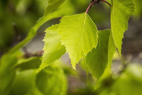 selective, focus photography, green, leaf, birch, nature, tree, leaves, forest, branches, fouling, green leaf, birch forest, plant part, plant, green color, close-up, growth, food and drink, no people, freshness, food, outdoors, beauty in nature, selective focus, day, backgrounds, fruit, summer, environmental conservation, luminosity, 5K, CC0, public domain, royalty free
