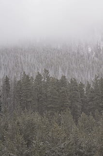 Zielony, otoczony, śnieg, sosny, znika, drzewa, drzewo, las, zimowy, sosna, zimozielony, Natura, krajobraz, scenics, na dworze, Góra, lesisty teren, zimno - temperatura, mróz, żadnych ludzi, drzewo iglaste, jodła, wiecznie zielone drzewo, pora roku, scena pozamiejska, piękno natury, świerk, mrożony, mgła, obszar dzikiej przyrody, biały, roślina, środowisko, wylądować, scenics - natura, spokój, spokojna scena, dzień, lasy sosnowe, 4K, CC0, domena publiczna, darmowe zdjęcia