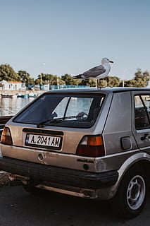 car roof, Seagull, car, roof, outdoor, bird, uSA, outdoors, no People, animal themes, one animal, transportation, day, sky, animal, vertebrate, animal wildlife, animals in the wild, mode of transportation, motor vehicle, road, perching, nature, clear sky, city, focus on foreground, 2K, CC0, public domain, royalty free