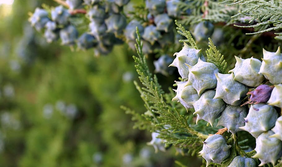 vegetació, baies, jardí, primavera, verd, blavós, fulles, broquetes, branques, creixement, cap gent, dia, a l'aire lliure, naturalesa, primer pla, planta, centrar-se en primer pla, vegetals, bellesa a la natura, arbre, frescor, color verd, menjar, enfocament selectiu, menjar i beguda, flor, alimentació saludable, marc complet, full, 4K