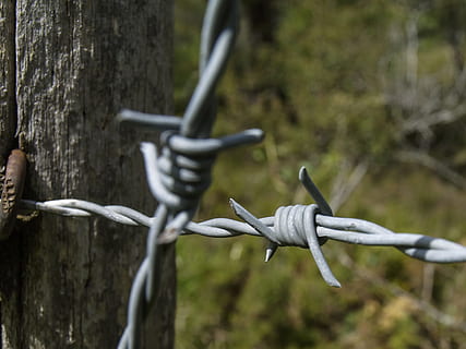 metallo, cablata, filo, spinato, sicurezza, recinto, filo spinato, confine, concentrarsi sulle conoscenze acquisite, protezione, barriera, albero, nessuno, giorno, avvicinamento, natura, acuto, all'aperto, pianta, cartello, segnale di pericolo, 2K, CC0, dominio pubblico, privo di copyright